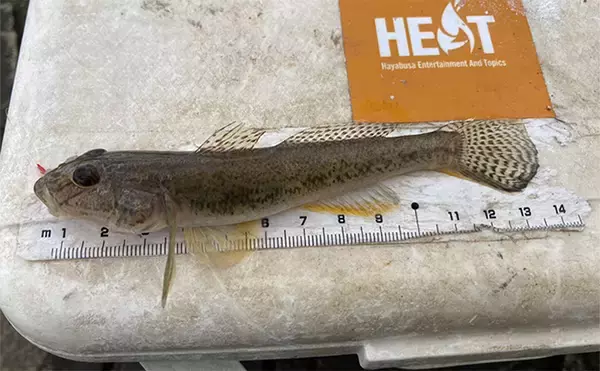 「「正月の甘露煮用の魚を釣る！」ちょい投げ釣りで14cm頭に良型ハゼを手中【三重】」の画像