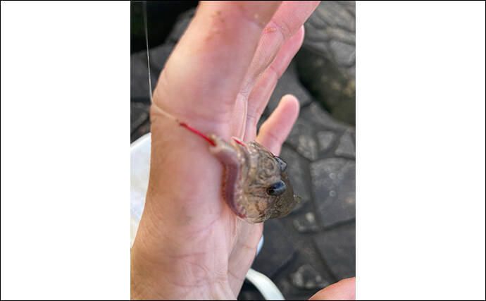 「正月の甘露煮用の魚を釣る！」ちょい投げ釣りで14cm頭に良型ハゼを手中【三重】
