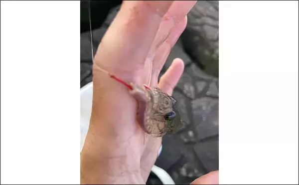 「「正月の甘露煮用の魚を釣る！」ちょい投げ釣りで14cm頭に良型ハゼを手中【三重】」の画像