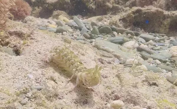 「江戸前寿司の看板ネタ「シャコ」は死ぬと身が溶けて消えるって本当？」の画像