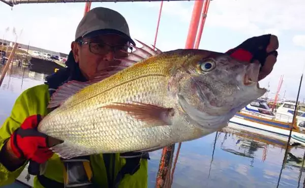 「【沖釣り釣果速報】大分沖のタチウオ便で指幅6本級ドラゴンサイズ浮上！（大分・熊本）」の画像