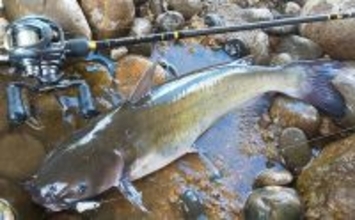 ルアーでアメリカナマズを狙ってみた【京都】自作ルアー不発も定番のバイブレーションでGET