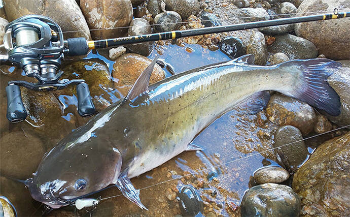 ルアーでアメリカナマズを狙ってみた【京都】自作ルアー不発も定番のバイブレーションでGET