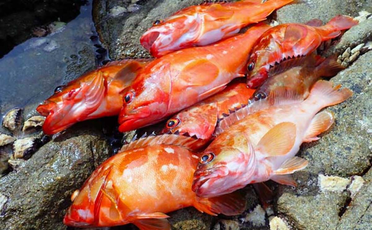 キビナゴエサのフカセ釣りでアカハタを狙う方法 食い渋り時の対策も公開 22年2月18日 エキサイトニュース