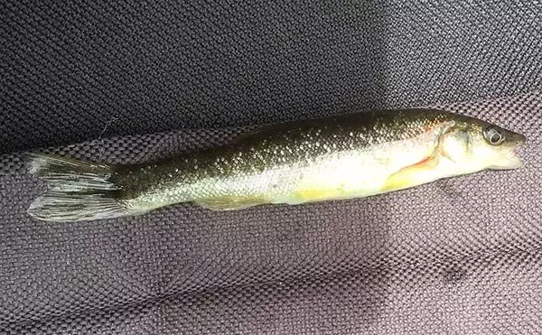 オンライン釣り大会で淡水魚チャンピオン受賞　釣り場のゴミ拾い活動も