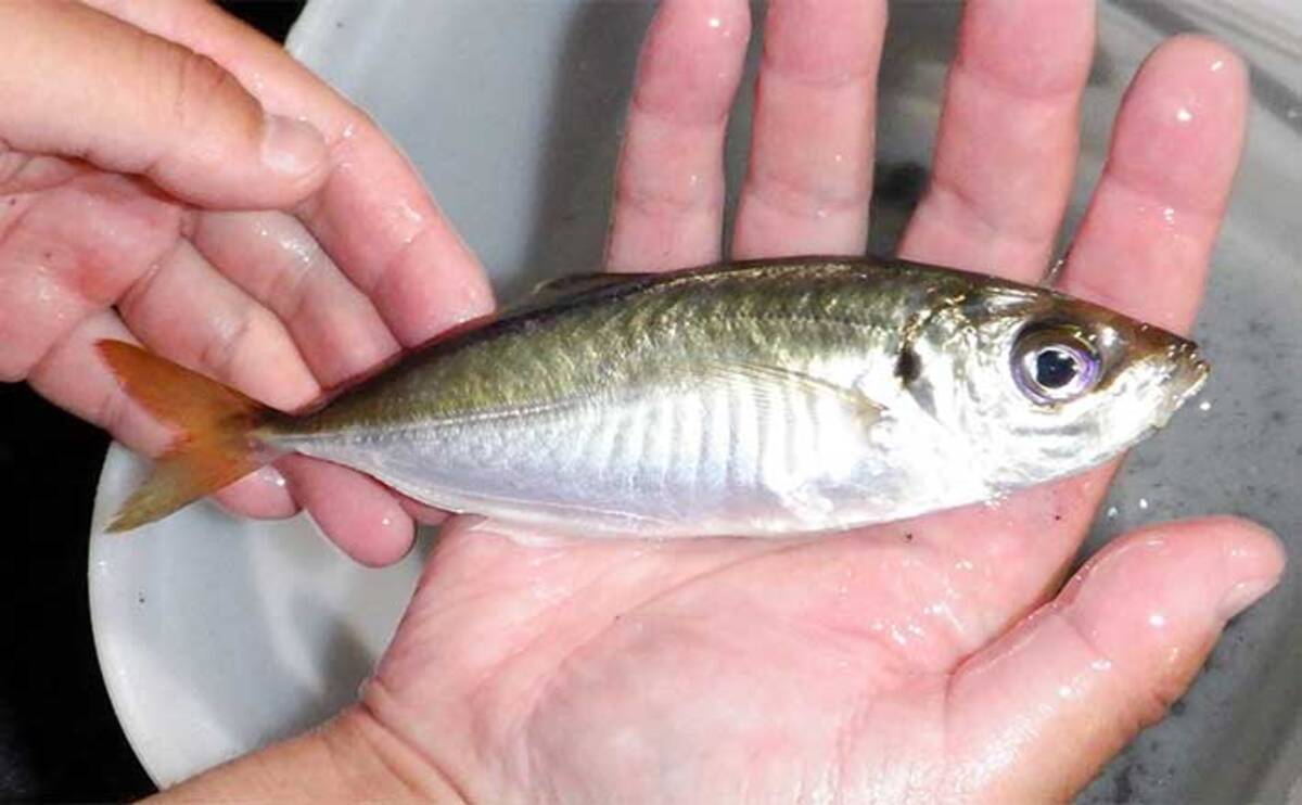 三重 四日市港でのアジングでメタボアジ好捕 頻繁なワーム交換が奏功 22年11月25日 エキサイトニュース 三重 四日市港でのアジングでメタボアジ好捕 頻繁なワーム交換が奏功 22年11月25日 エキサイトニュース