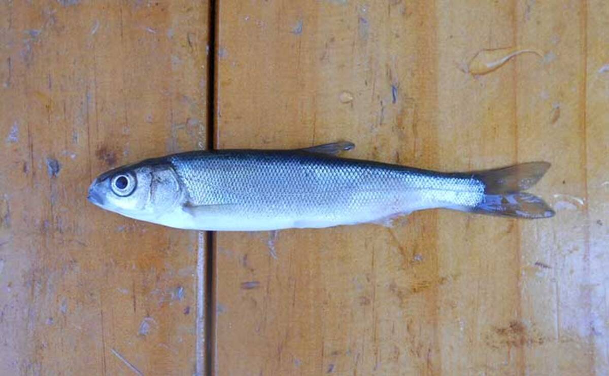 ぎんぺい様専用養殖ウグイ（銀平・ギンペイ）が活きエサ最強？ 特徴 