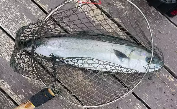 「海上釣り堀でマダイにブリにマスと多彩にキャッチ【福井・フィッシングレインボー】」の画像