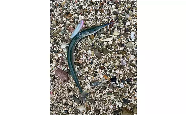 「野釜島の投げ釣りで24cmのシロギスを手中【熊本】チニングでは本命不発もダツがヒット」の画像