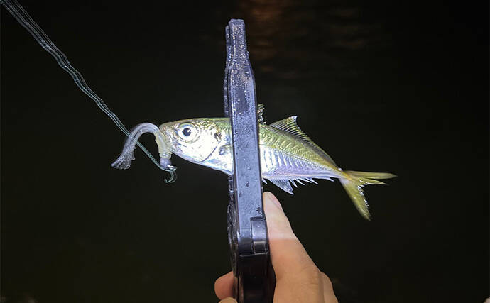 「実は多彩な釣り物に流用可能！」ライトショアジギング（LSJ）タックル流用術　