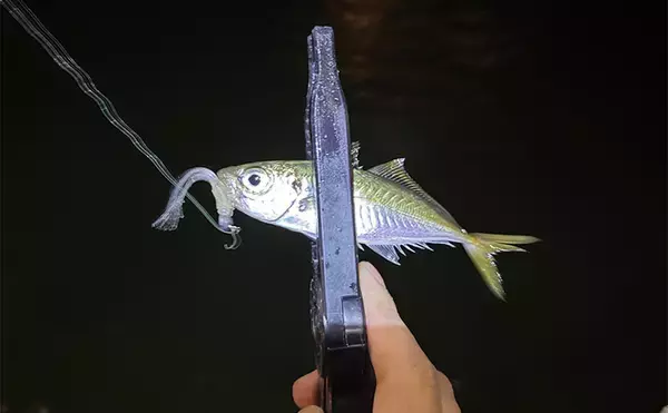 「「実は多彩な釣り物に流用可能！」ライトショアジギング（LSJ）タックル流用術　」の画像