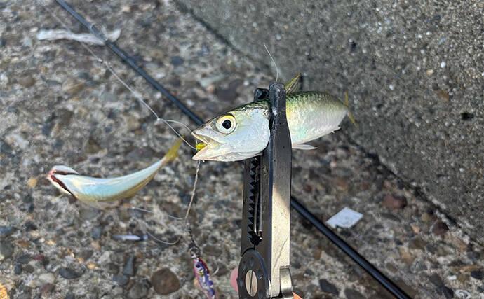 「実は多彩な釣り物に流用可能！」ライトショアジギング（LSJ）タックル流用術　