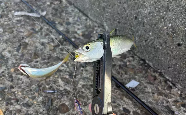 「「実は多彩な釣り物に流用可能！」ライトショアジギング（LSJ）タックル流用術　」の画像