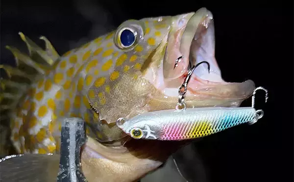 「そろそろメバルが釣れるかも？」 泉南ライトゲームでまさかのアコウ【大阪】