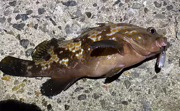 「「そろそろメバルが釣れるかも？」 泉南ライトゲームでまさかのアコウ【大阪】」の画像