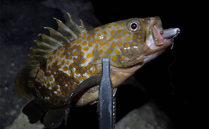 「そろそろメバルが釣れるかも？」 泉南ライトゲームでまさかのアコウ【大阪】