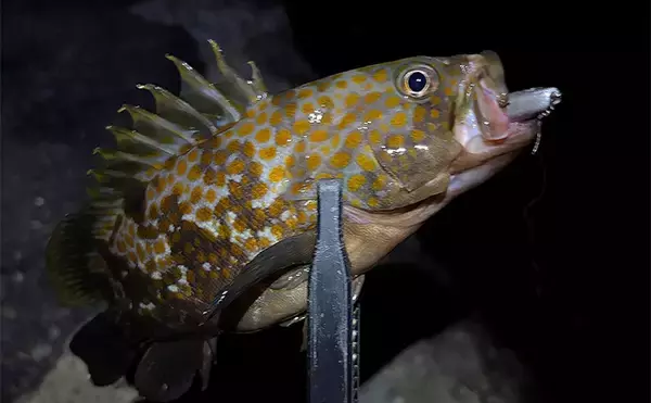 「「そろそろメバルが釣れるかも？」 泉南ライトゲームでまさかのアコウ【大阪】」の画像