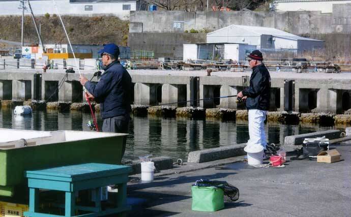 錦漁港の投げサビキ釣りで17cm級主体にアジ29匹好捕【三重】引き潮に苦戦も本命連発