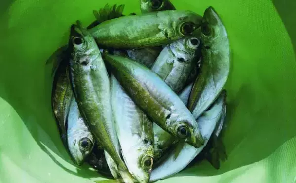 「錦漁港の投げサビキ釣りで17cm級主体にアジ29匹好捕【三重】引き潮に苦戦も本命連発」の画像