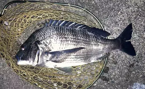 運河エリアでのプラッギングで「年無し」クロダイをキャッチ！【三重】