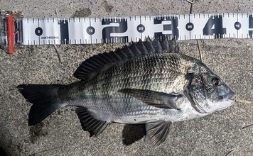 ぶっ込みウナギ釣りで本命不発も45cm良型クロダイ手中【宮川・三重】