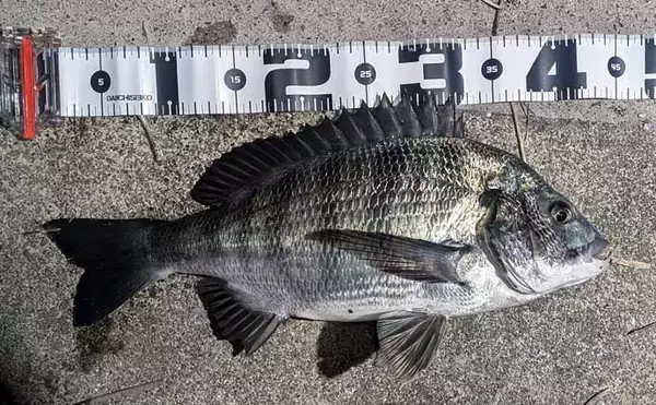 ぶっ込みウナギ釣りで本命不発も45cm良型クロダイ手中【宮川・三重】