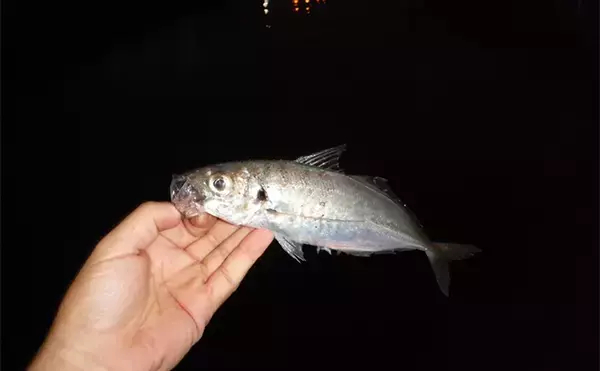 「四日市港でのベイトフィネスアジング釣行で本命アジにセイゴ【三重】」の画像