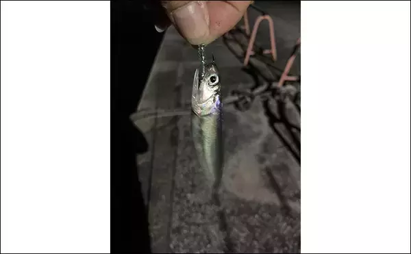 「四日市港でのベイトフィネスアジング釣行で本命アジにセイゴ【三重】」の画像