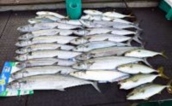 【沖のルアー釣果速報】鳥羽沖キャスティングで船中サワラ15匹！イナダも連発の青物祭り（三重）