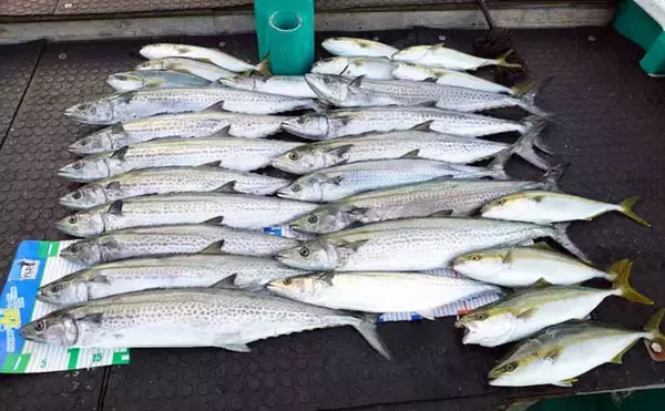「【沖のルアー釣果速報】鳥羽沖キャスティングで船中サワラ15匹！イナダも連発の青物祭り（三重）」の画像