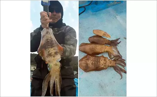 「【沖のルアー釣果速報】鳥羽沖キャスティングで船中サワラ15匹！イナダも連発の青物祭り（三重）」の画像