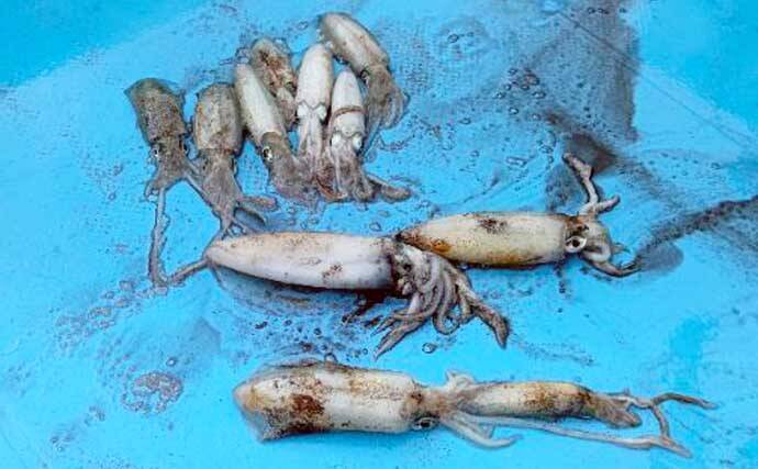 【沖のルアー釣果速報】鳥羽沖キャスティングで船中サワラ15匹！イナダも連発の青物祭り（三重）