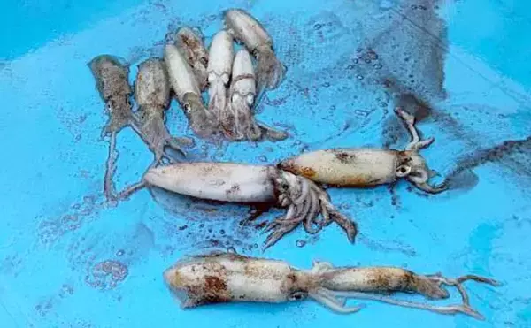 「【沖のルアー釣果速報】鳥羽沖キャスティングで船中サワラ15匹！イナダも連発の青物祭り（三重）」の画像