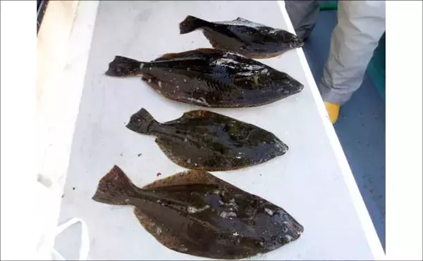 「【沖釣り釣果速報】赤青ダブルヒット！金州五目釣りでハチビキ＆キメジ手中（愛知・静岡）」の画像