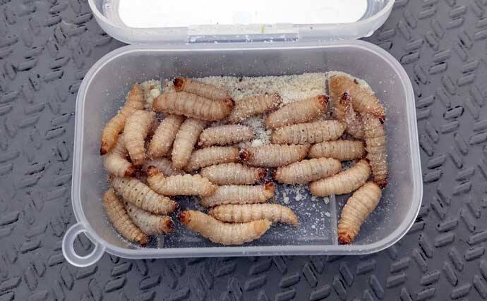 初心者でも楽しめるワカサギ釣りの基本　魅力・道具・釣り方を徹底解説