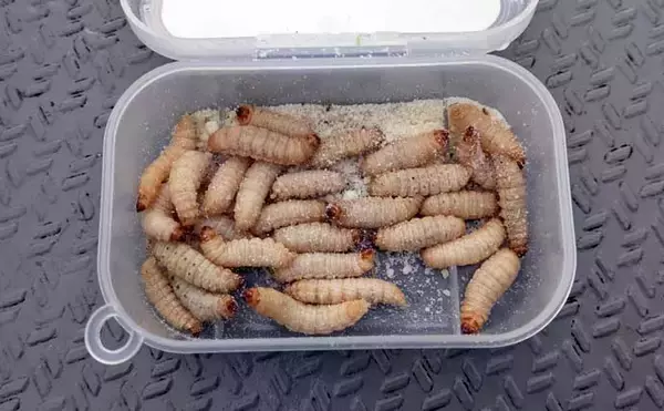 「初心者でも楽しめるワカサギ釣りの基本　魅力・道具・釣り方を徹底解説」の画像