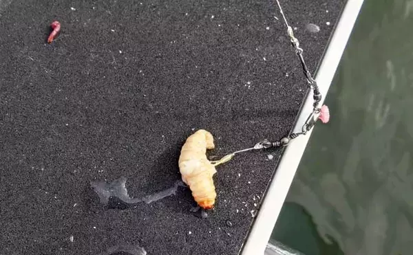 「初心者でも楽しめるワカサギ釣りの基本　魅力・道具・釣り方を徹底解説」の画像