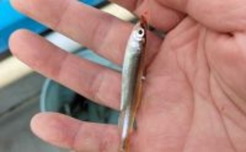 初心者でも楽しめるワカサギ釣りの基本　魅力・道具・釣り方を徹底解説