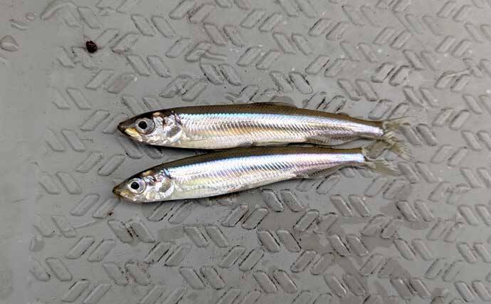 初心者でも楽しめるワカサギ釣りの基本　魅力・道具・釣り方を徹底解説