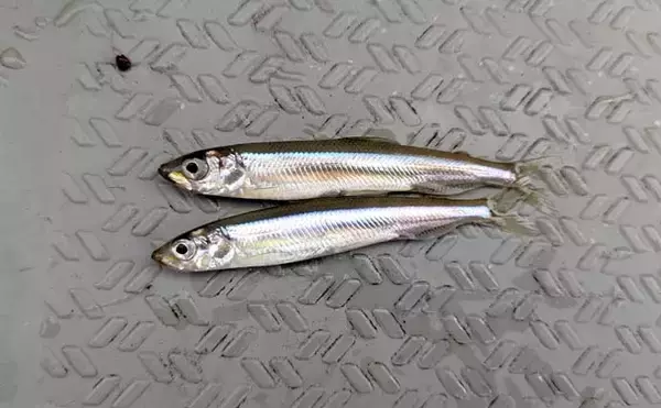 「初心者でも楽しめるワカサギ釣りの基本　魅力・道具・釣り方を徹底解説」の画像