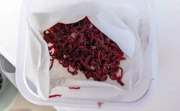 「初心者でも楽しめるワカサギ釣りの基本　魅力・道具・釣り方を徹底解説」の画像