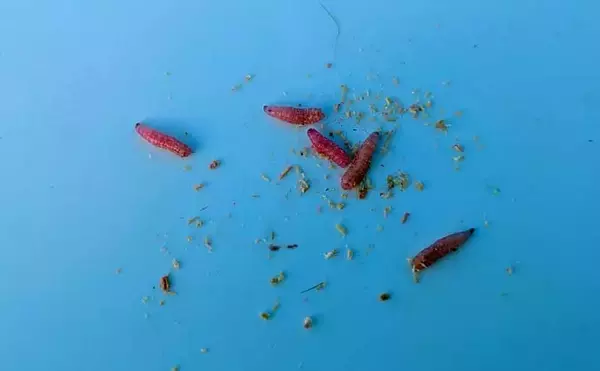 「初心者でも楽しめるワカサギ釣りの基本　魅力・道具・釣り方を徹底解説」の画像