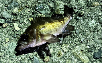 釣り人は釣れた日よりも釣れなかった日の方がよく覚えている？ ボウズにも物語あり