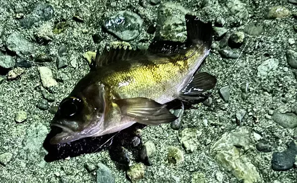 釣り人は釣れた日よりも釣れなかった日の方がよく覚えている？ ボウズにも物語あり