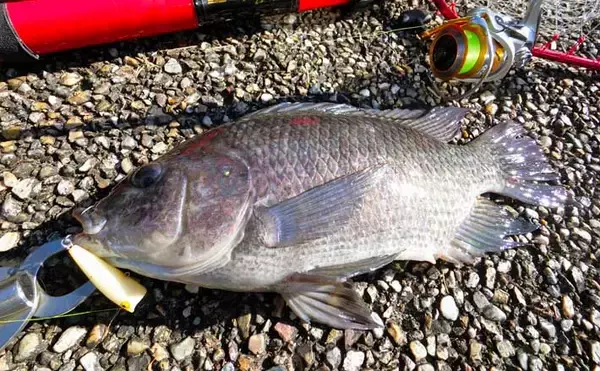 温排水エリアでティラピア40cm超えキャッチ　「ポッパー」にヒット