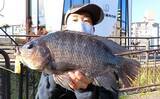 「温排水エリアでティラピア40cm超えキャッチ　「ポッパー」にヒット」の画像3