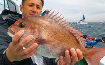 東京湾のコマセマダイ釣りで本命連発　後半食い渋るも船中トップ4尾