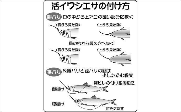 22年 夏ビラメ狙い泳がせ釣り入門 タックル 釣りの流れ 近況 22年7月12日 エキサイトニュース 2 2