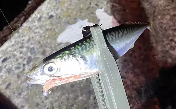 「釣りで自由研究のススメ：大衆魚代表のアジとサバを釣って捌き方の違いを調べてみよう」の画像