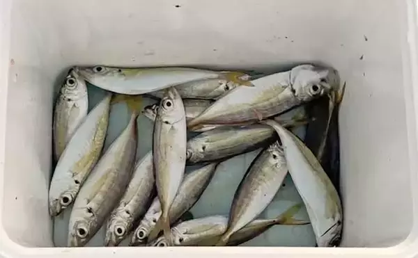 「知多半島を巡るサビキ釣行でアジ・イワシ・サッパと対面成功【愛知】」の画像